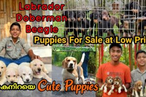 കൈനിറയെ നല്ല Cute Puppies!! Quality Puppies of Labrador, Doberman,Beagle at Low Price | Dog Farming