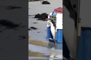 ครั้งแรกที่ลูกแพนกวินเหยียบน้ำทะเล#animals #blablaboo