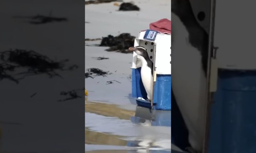 ครั้งแรกที่ลูกแพนกวินเหยียบน้ำทะเล#animals #blablaboo