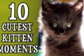 10 Cutest Kitten Moments