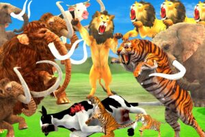 10 Lion Vs 10 Mammoth Elephant Fight Giant Tiger Chase Cow Cartoon Big Bull Saved by Woolly Mammoth