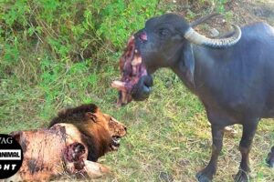 100 Tragic Moments! How Does Injured Buffalo Tries To Attack The Predator? | Animal Attack