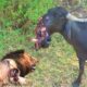 100 Tragic Moments! How Does Injured Buffalo Tries To Attack The Predator? | Animal Attack