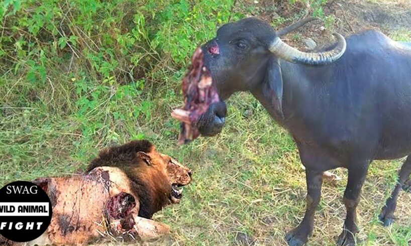 100 Tragic Moments! How Does Injured Buffalo Tries To Attack The Predator? | Animal Attack