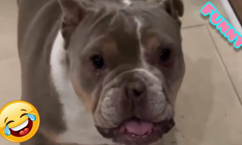 Fails of the Week 2024 π Funniest Pets π Funny and Cute Animals πΉ Dogs And Cats Videos 2023 π Best