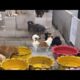 Cute Dog Collection, The World’s Cutest Puppies 🐶, Cutest Dogs Video Compilation Ever