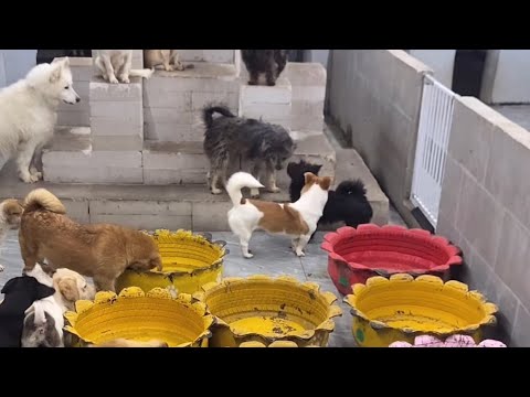 Cute Dog Collection, The World’s Cutest Puppies 🐶, Cutest Dogs Video Compilation Ever