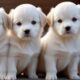 Animal Sounds : Dog Video - Dog Sounds - Dog Lover - Cutest Puppies - Cute Babies And Puppies