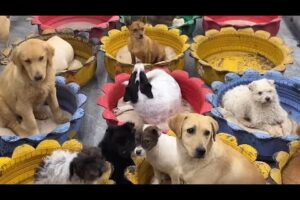 Cute Dog Collection, The World’s Cutest Puppies 🐶, Cutest Dogs Video Compilation Ever