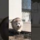 Cute Puppies 🥰♥️ super funny Alaskan malamute dogs ♥️ #shorts