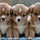 Animal Sounds : Dog Video - Dog Sounds - Dog Lover - Cutest Puppies - Cute Babies And Puppies