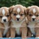 Animal Sounds : Dog Video - Dog Sounds - Dog Lover - Cutest Puppies - Cute Babies And Puppies
