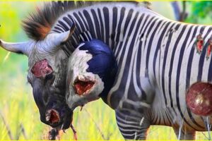 30 Tragic Moments! Wild Animals Get Injured In Wildlife | Animal Fight