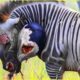 30 Tragic Moments! Wild Animals Get Injured In Wildlife | Animal Fight