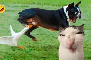 Funniest Cats And Dogs Videos 😁 - Best Funny Animal Videos 2024 🥰#11