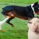 Funniest Cats And Dogs Videos 😁 - Best Funny Animal Videos 2024 🥰#11