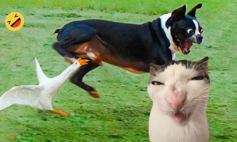 Funniest Cats And Dogs Videos 😁 - Best Funny Animal Videos 2024 🥰#11