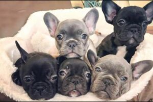 Funny And Cute French Bulldogs 🤣 | BEST Compilation 2024 #2