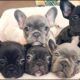 Funny And Cute French Bulldogs 🤣 | BEST Compilation 2024 #2