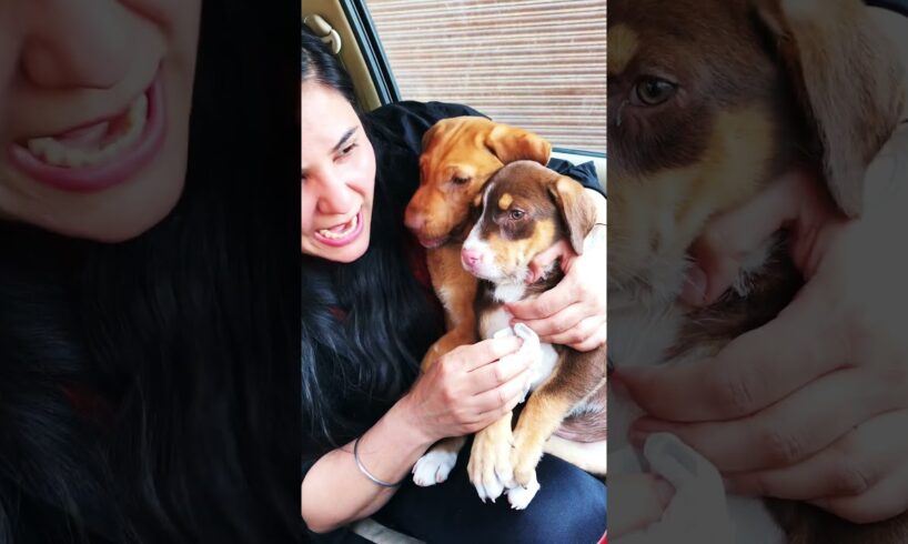 Cute puppies #puppy #puppies #dog #dogs #dogmom #doglover #doglovers #shorts