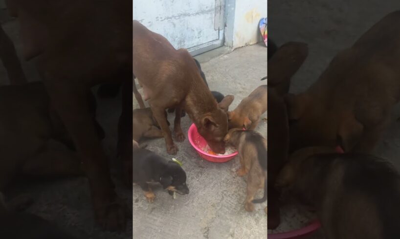 Cute Puppies.