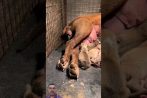 AMAZING DOG BIRTH!!! #shorts #shortfeed #dog #amazing #cute #puppies #shortvideo