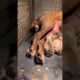 AMAZING DOG BIRTH!!! #shorts #shortfeed #dog #amazing #cute #puppies #shortvideo