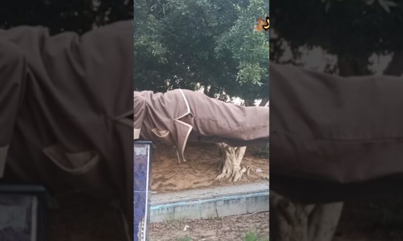 BEST AMAZING VIDEOS OF THE YEAR, SO FAR | People Are Awesome