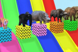 Long Slide Game With Elephant Gorilla Buffalo Hippopotamus Tiger - 3d Animal Game - Funny 3d Animals