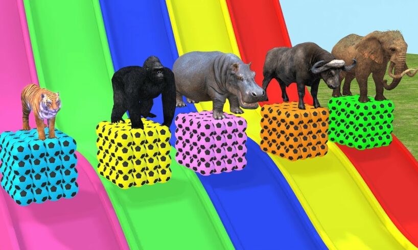 Long Slide Game With Elephant Gorilla Buffalo Hippopotamus Tiger - 3d Animal Game - Funny 3d Animals