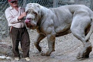 20 Largest Dogs in the World