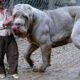 20 Largest Dogs in the World
