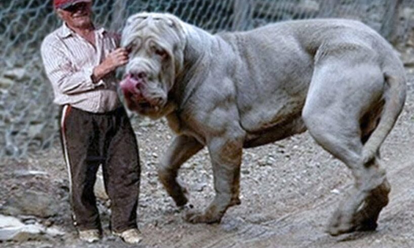 20 Largest Dogs in the World