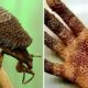 22 Dangerous Animals you Should Never Touch