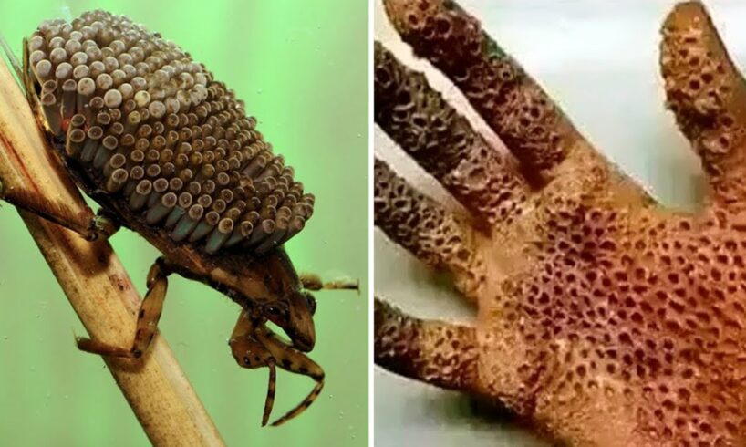 22 Dangerous Animals you Should Never Touch