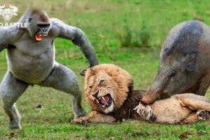 25 Moments Wild Animal Fight, What Happens Next | Animal Fight