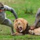 25 Moments Wild Animal Fight, What Happens Next | Animal Fight