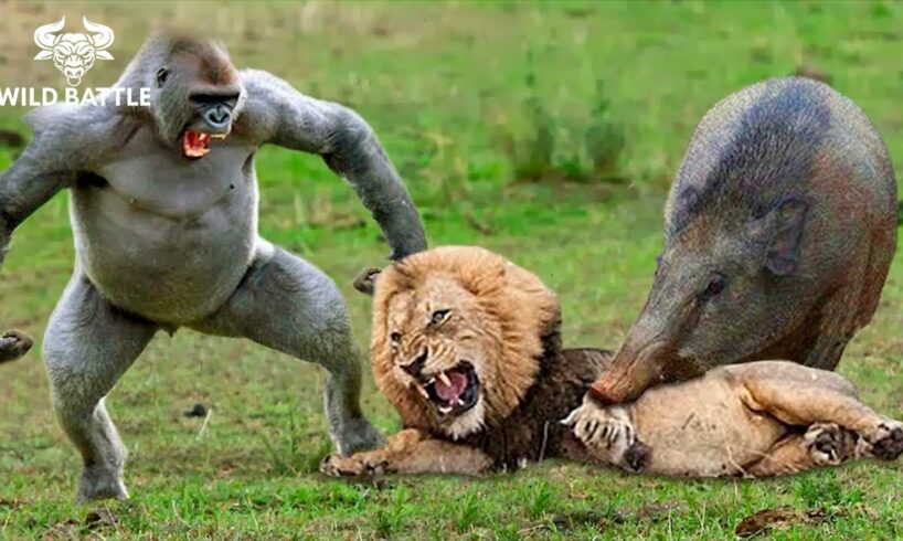 25 Moments Wild Animal Fight, What Happens Next | Animal Fight