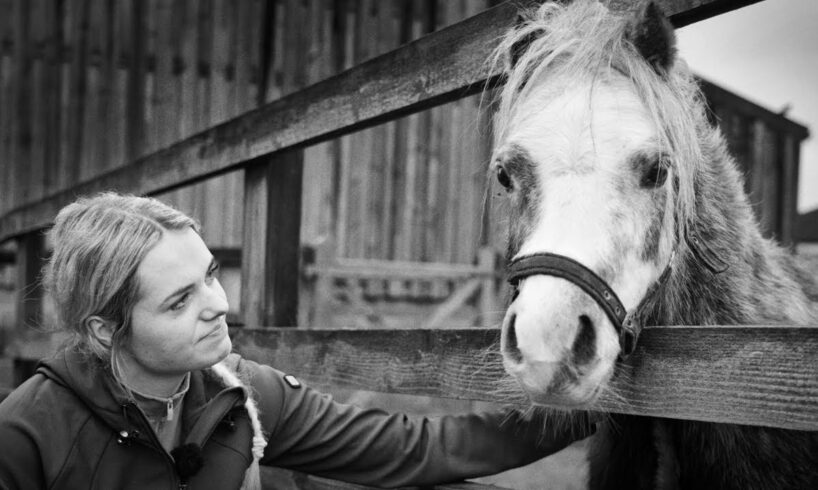26 HORSES RESCUED BY WORLD HORSE WELFARE