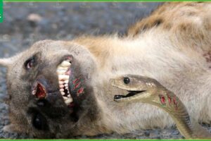 28Tragic Moments! Hyenas Suffer Pain When Hit By Snake Venom | Animal Fight