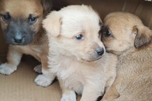 3 Little Puppies Abandoned By Crate, Haven't Had Enough To Eat In 3 Days