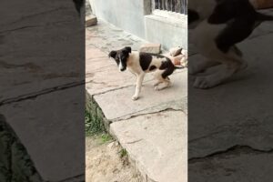 30 Dog Breeds That Have the Cutest Puppies dog #top 10 #dog #dogsdogsdogs #dogapparel #dog #shorts