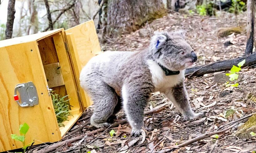 30 Rescued Animals Released Into The Wild For The First Time !