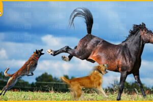 30 Shocking Horse Kicks!  Making Dogs and Lions Face Serious Injury | Apex Predator