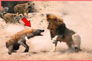 30 Tragic Moments! A Hyena Hunts Without Fear Of Any Opponent | Animal Fight