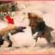 30 Tragic Moments! A Hyena Hunts Without Fear Of Any Opponent | Animal Fight