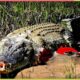 30 Tragic Moments! A Lion Was Bitten By A Crocodile And Lost A Leg | Animal Fight