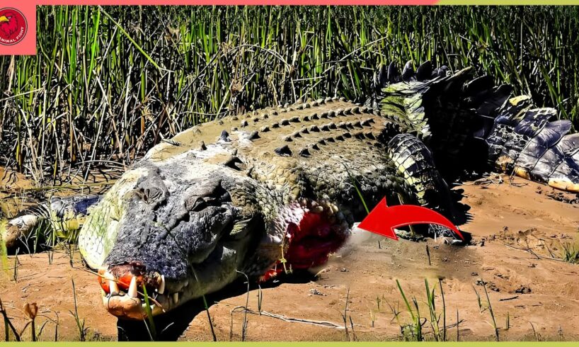 30 Tragic Moments! A Lion Was Bitten By A Crocodile And Lost A Leg | Animal Fight
