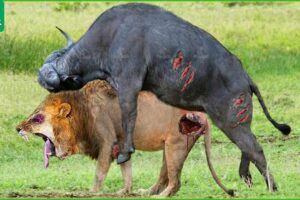 30 Tragic Moments! Crazy Buffalo Uses Dirty Old Sharp Horns Defeat Lion King | Animal Fight