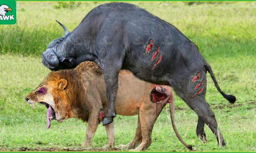 30 Tragic Moments! Crazy Buffalo Uses Dirty Old Sharp Horns Defeat Lion King | Animal Fight